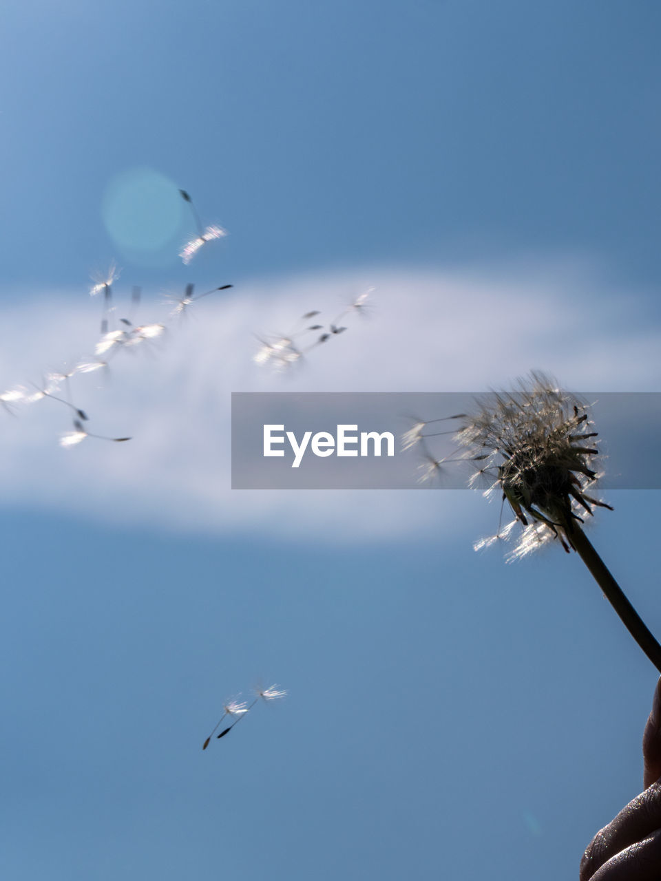 LOW ANGLE VIEW OF BIRDS FLYING IN BLUE SKY