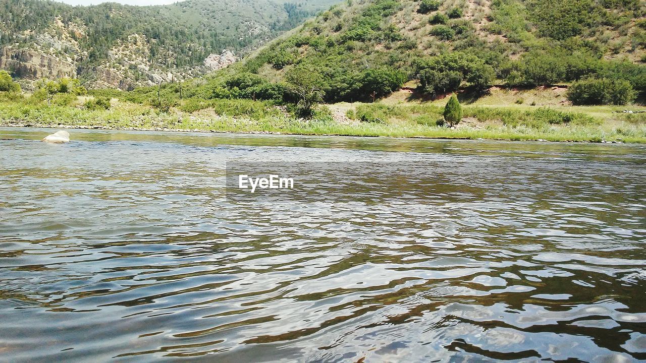 SCENIC VIEW OF RIVER AGAINST TREES IN FOREST