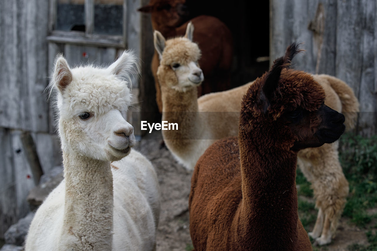 Alpacas looking away