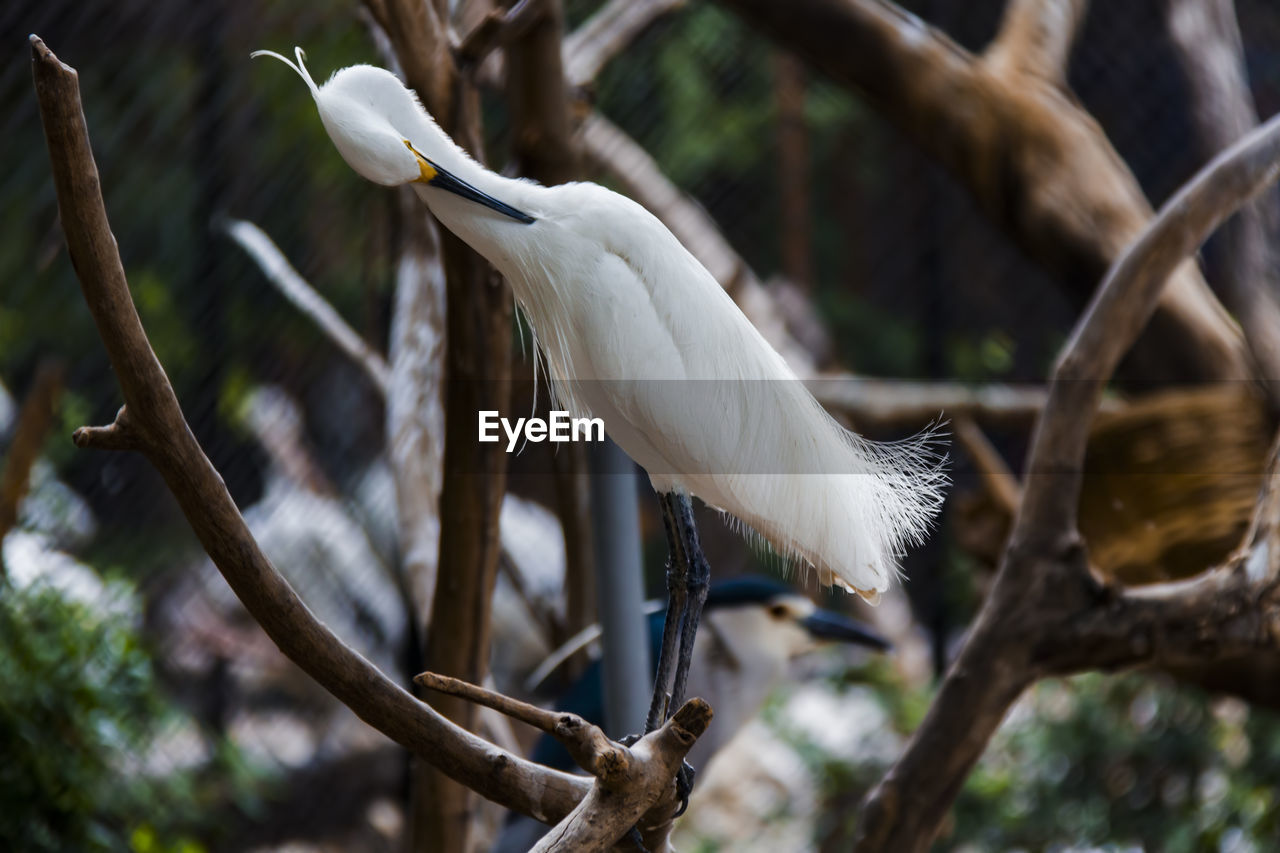 LOW ANGLE VIEW OF BIRD PERCHING ON TREE