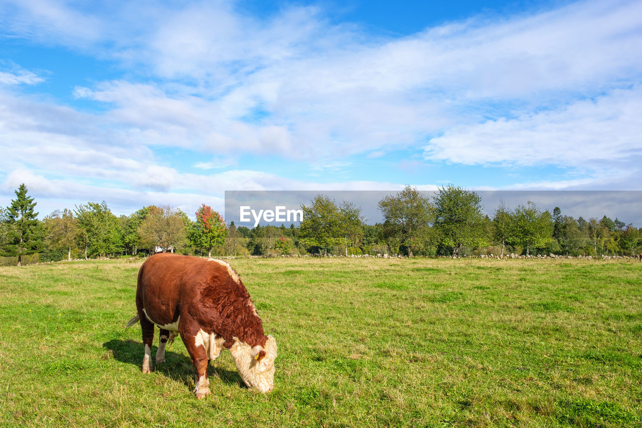 Rural country view with a beef cattle grazing on a field