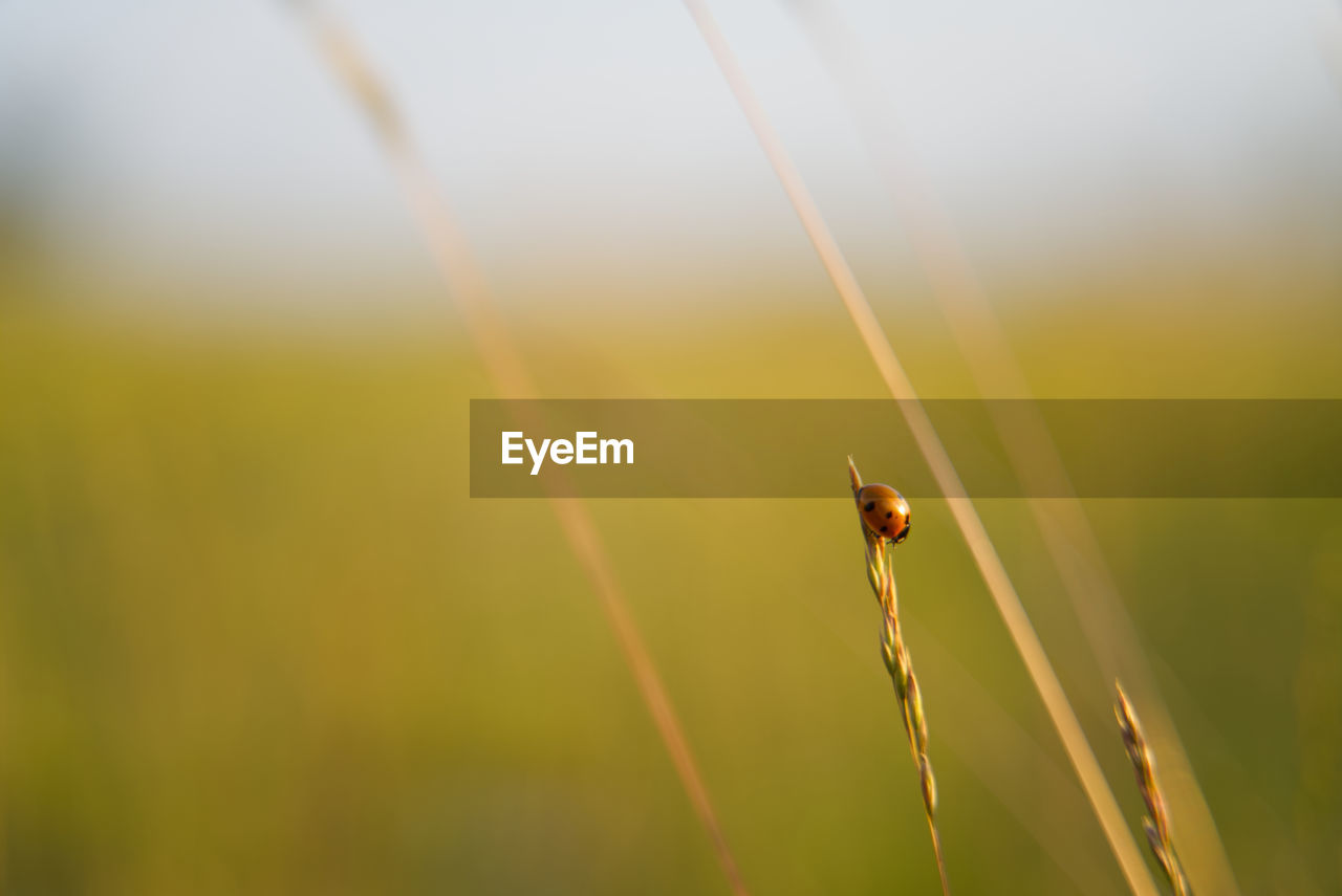 Close-up of insect on plant during sunset