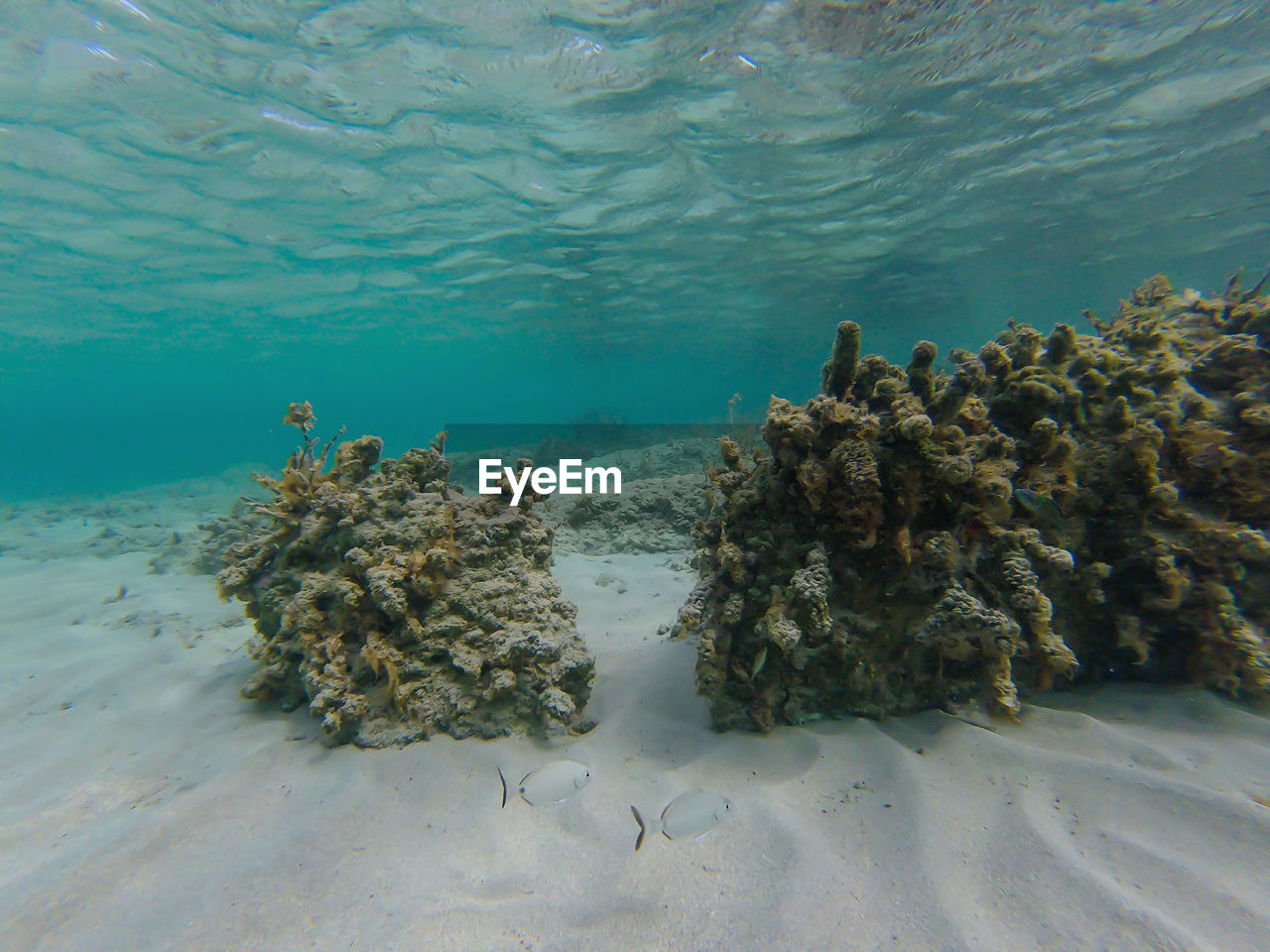 VIEW OF SEA AND CORAL IN WATER