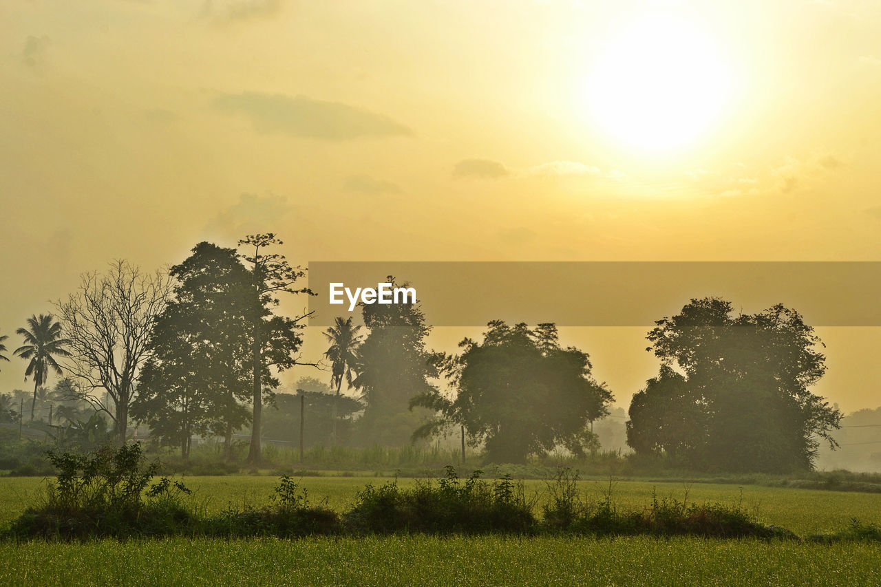 TREES ON FIELD AGAINST SKY AT SUNSET