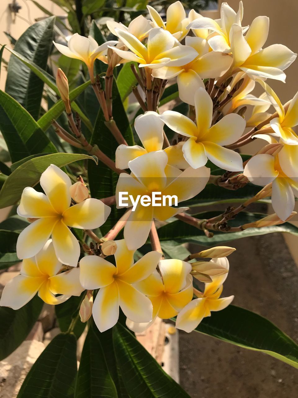 YELLOW FLOWERS BLOOMING OUTDOORS