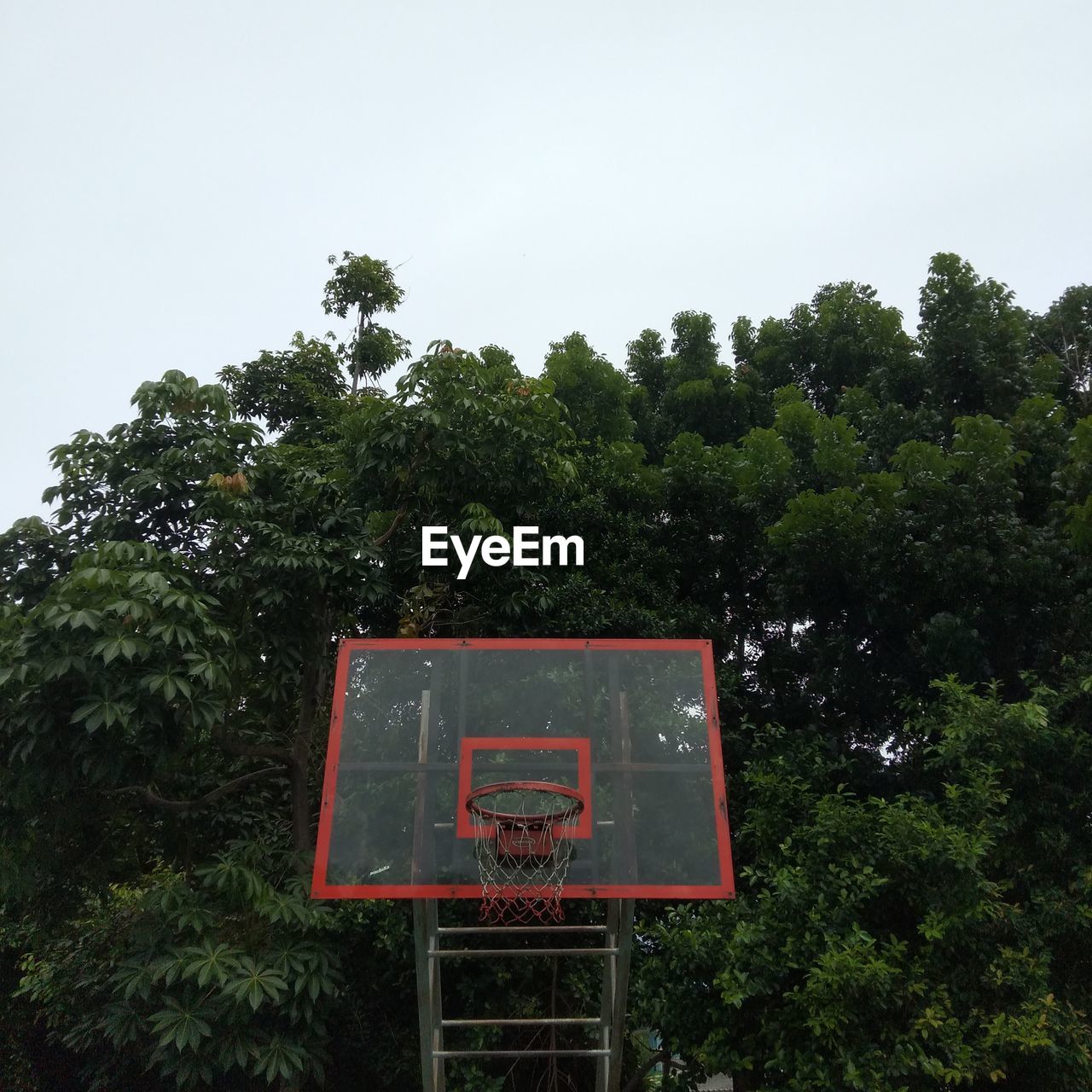LOW ANGLE VIEW OF BASKETBALL HOOP AGAINST TREES