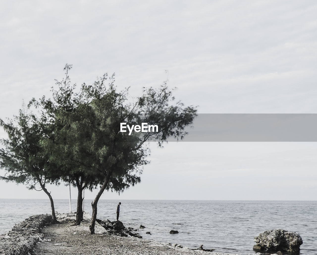 TREE BY SEA AGAINST SKY