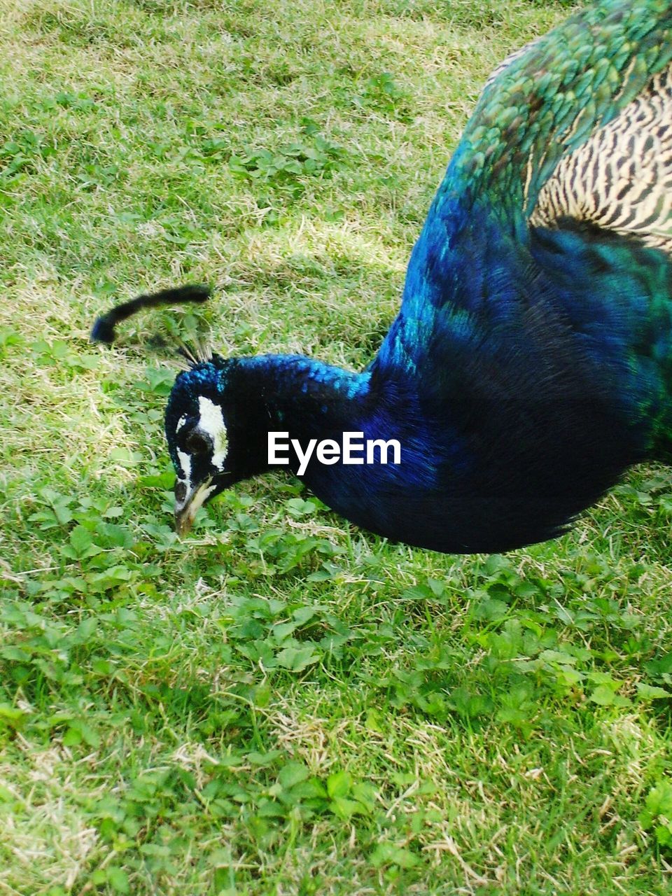 CLOSE-UP OF PEACOCK ON GRASS