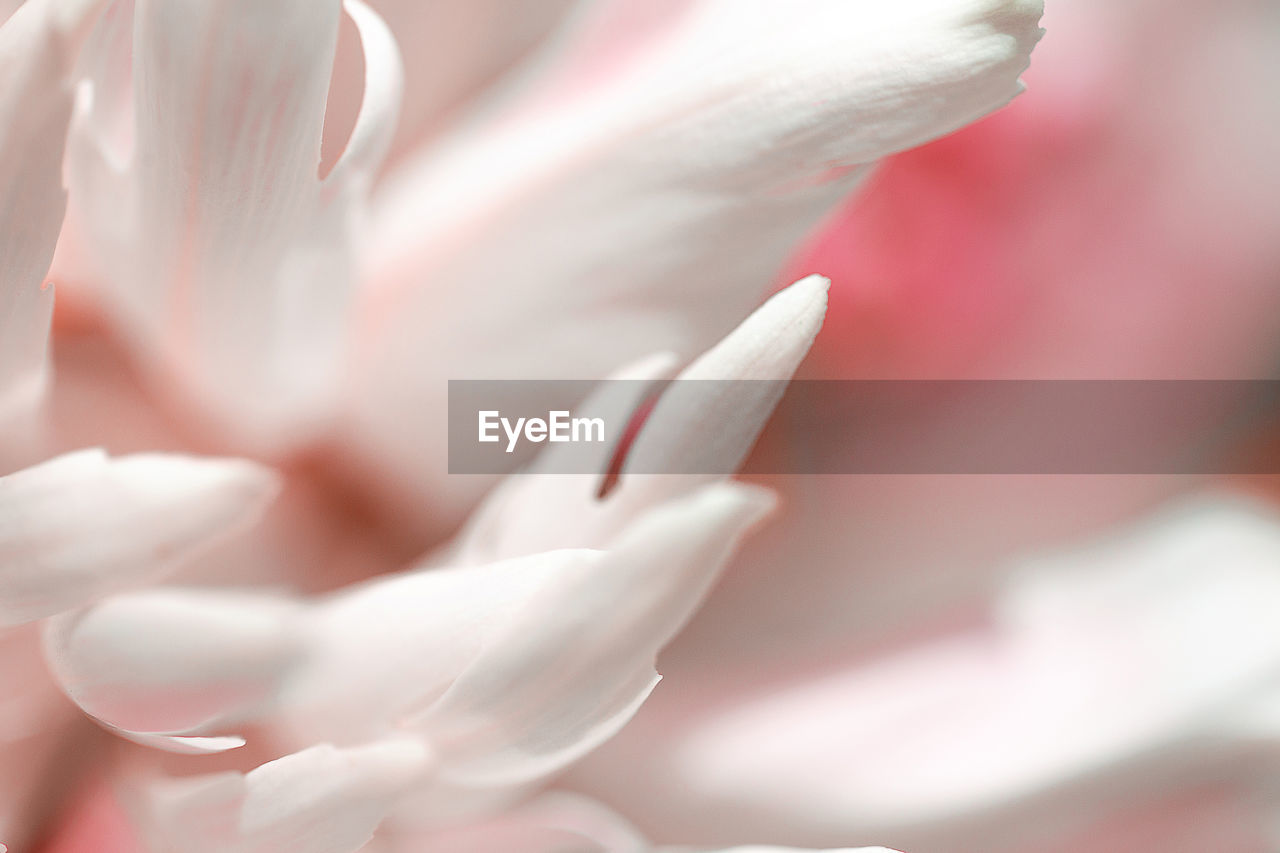 Close-up of pink rose flower