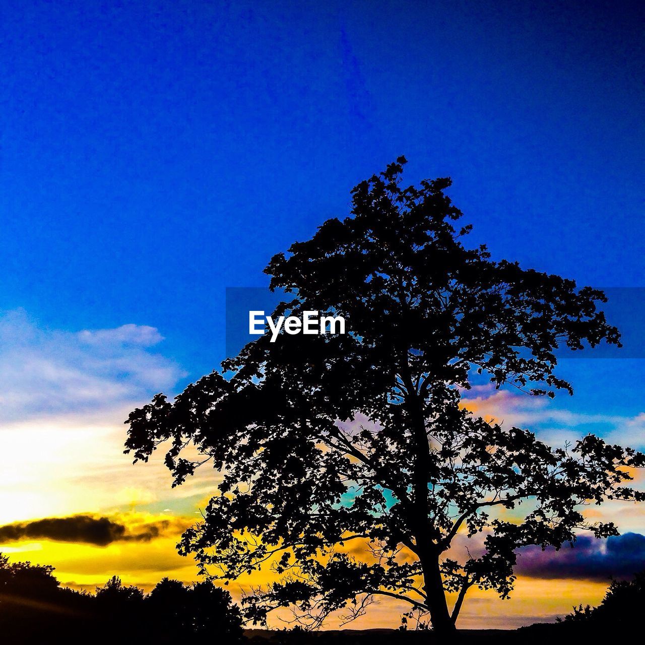 Silhouette trees against sky at sunset