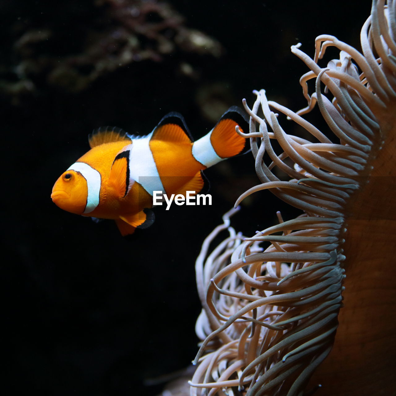 Close-up of clown fish in aquarium