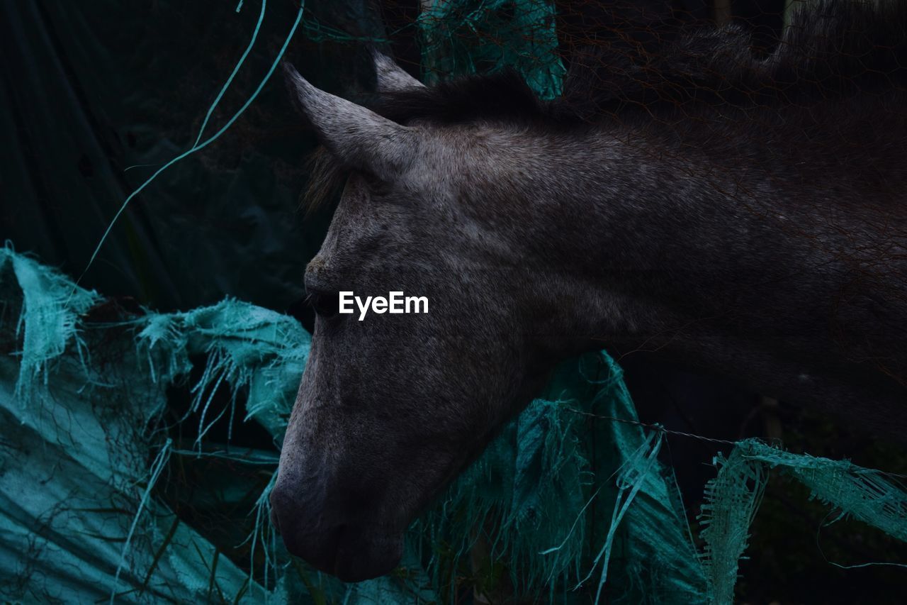 CLOSE-UP OF HORSE IN ZOO