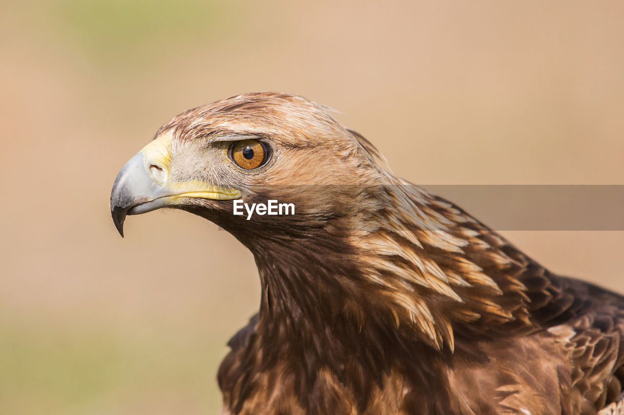 Golden eagle close up, aquila chrysaetos, andalusia, spain