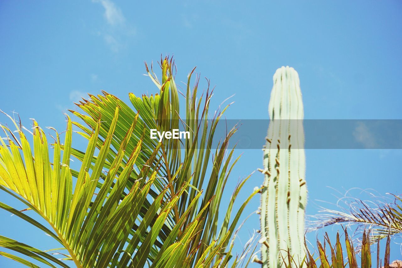 Low angle view of palm leaves against blue sky