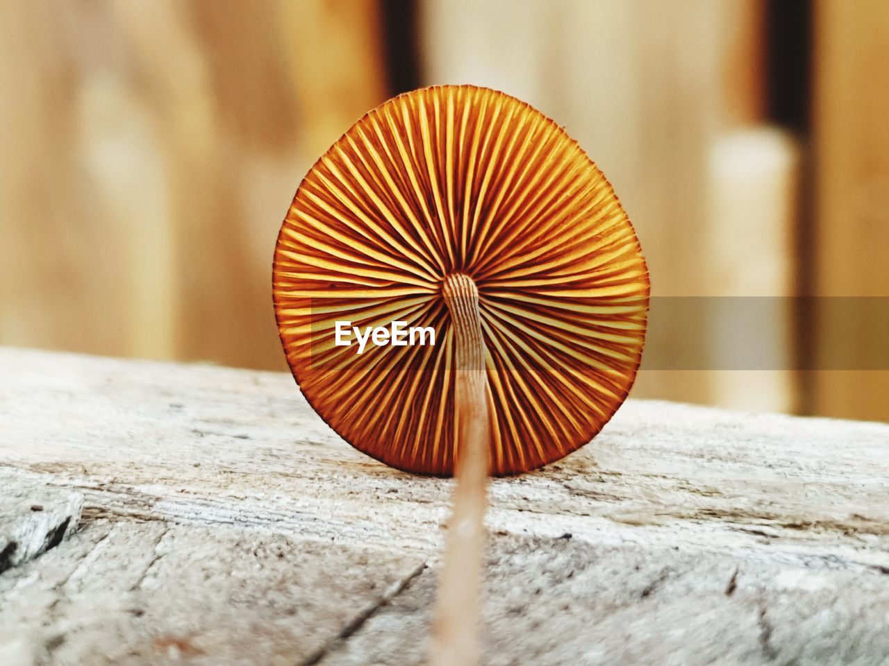 Close-up of mushroom on table