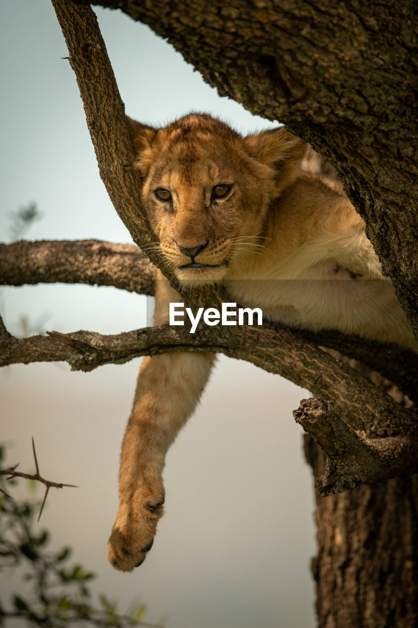 Lion cub on tree trunk