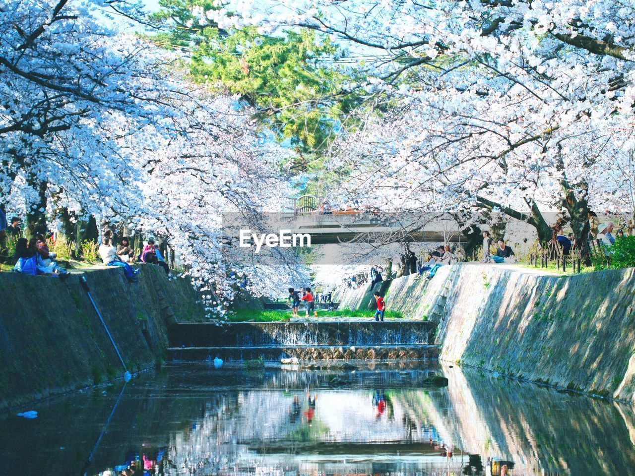 Trees in bloom over canal 