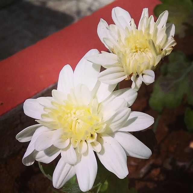 CLOSE-UP OF WHITE FLOWERS BLOOMING