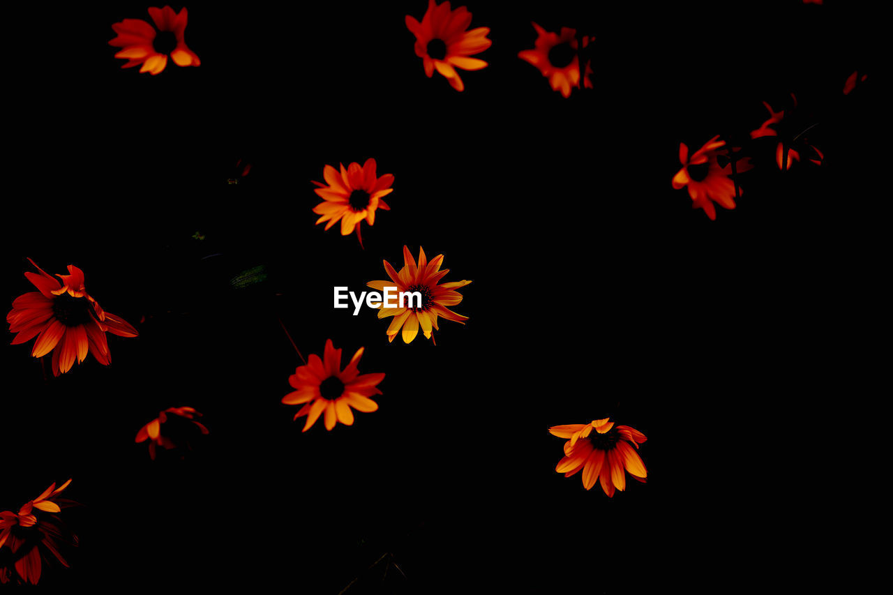 High angle view of orange flowering plants at night