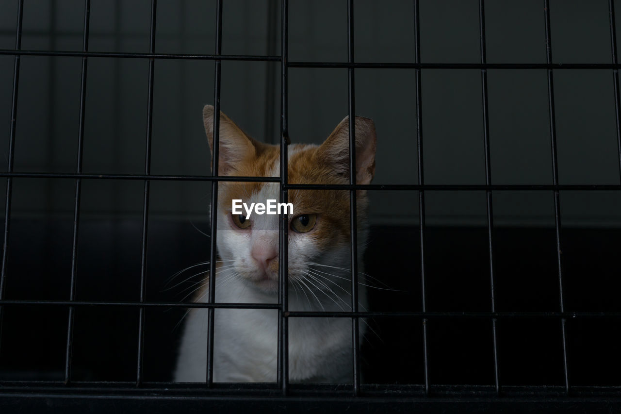 PORTRAIT OF A CAT LOOKING THROUGH CAGE