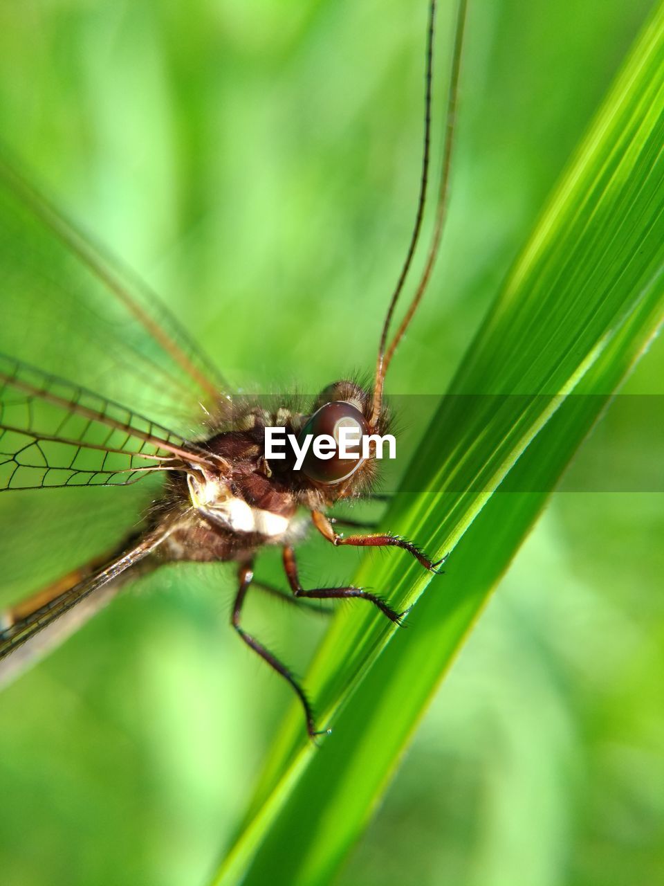 CLOSE-UP OF INSECT ON A LEAF