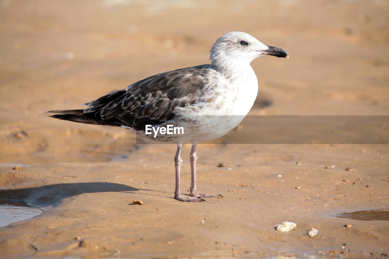 SEAGULL PERCHING ON SAND