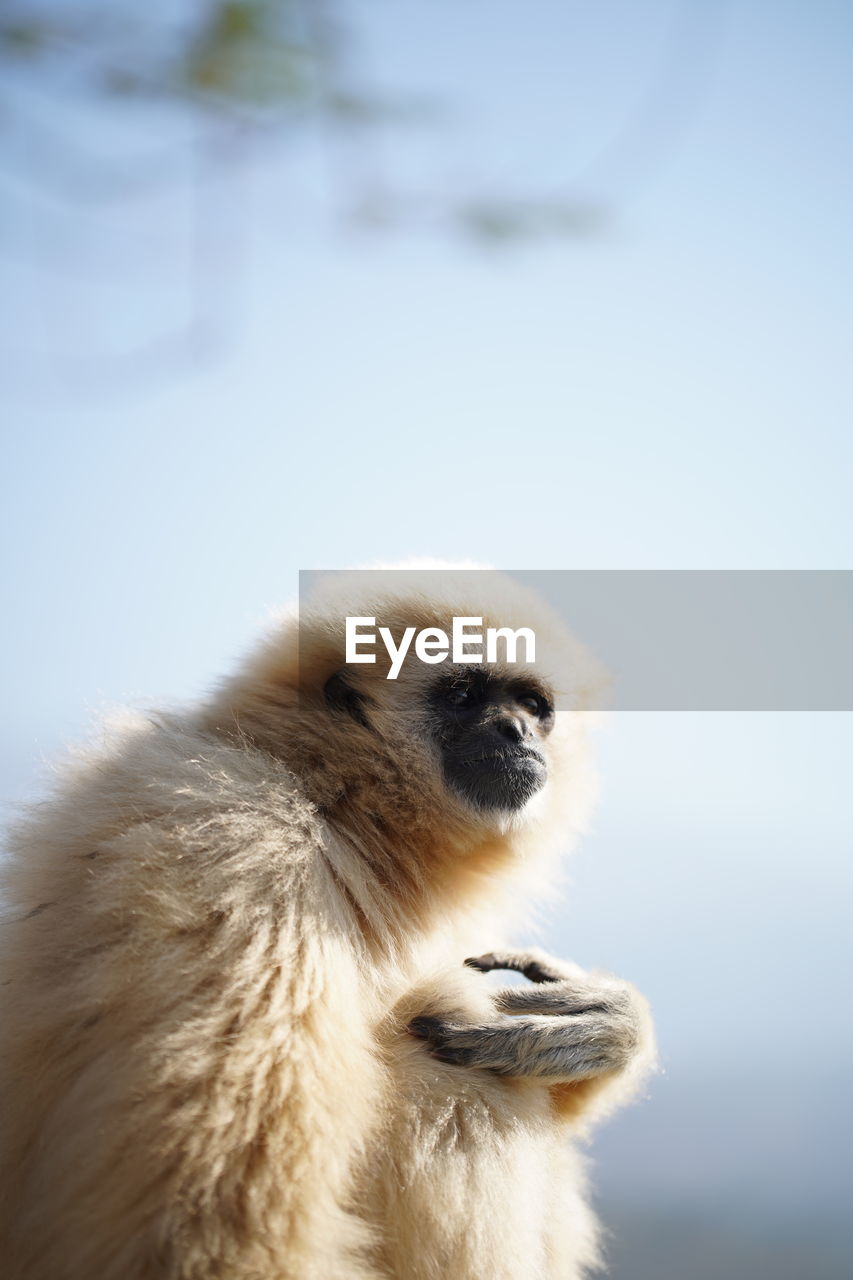 Close-up of gibbon sitting looking away