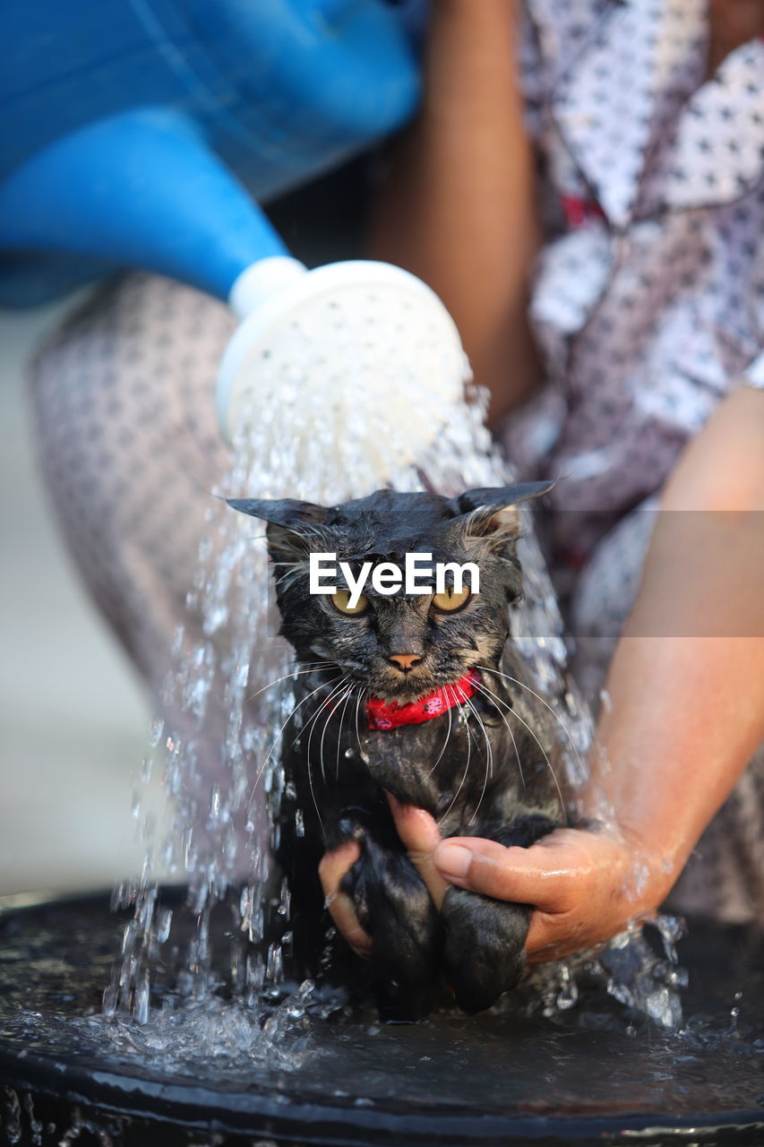 Bathe a cat in a plastic basin.
