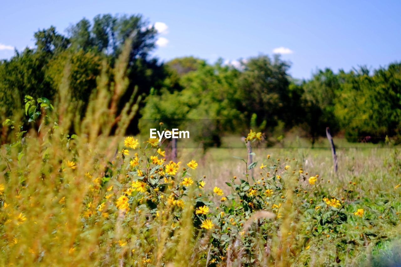 Scenic view of flowering plants on field against trees