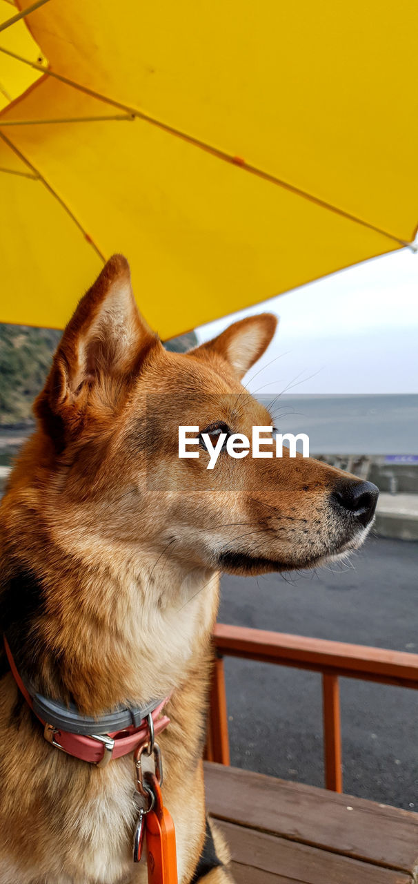 Close-up of a dog looking away