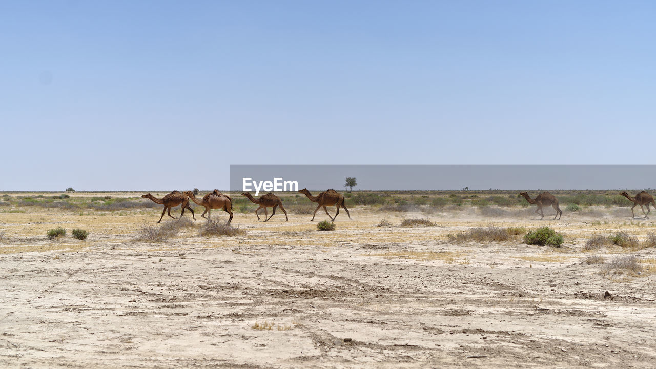 HORSES IN THE FIELD