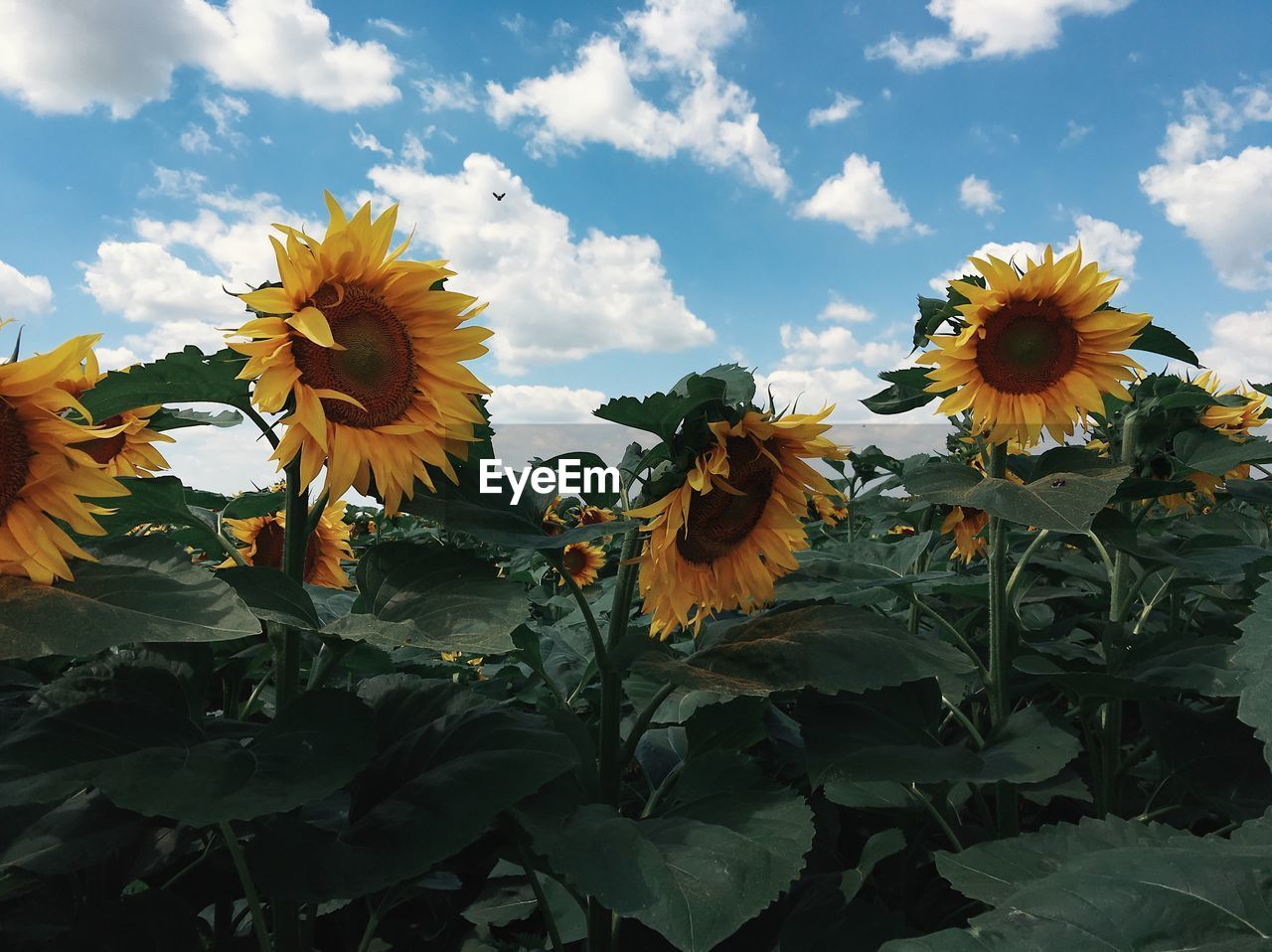 Close-up of sunflower blooming against sky