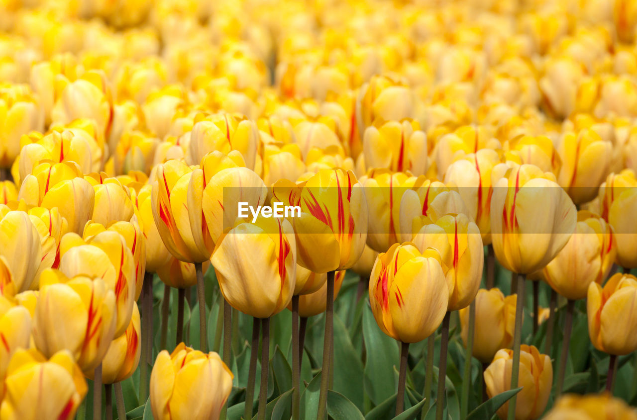 Full frame shot of tulips blooming on field