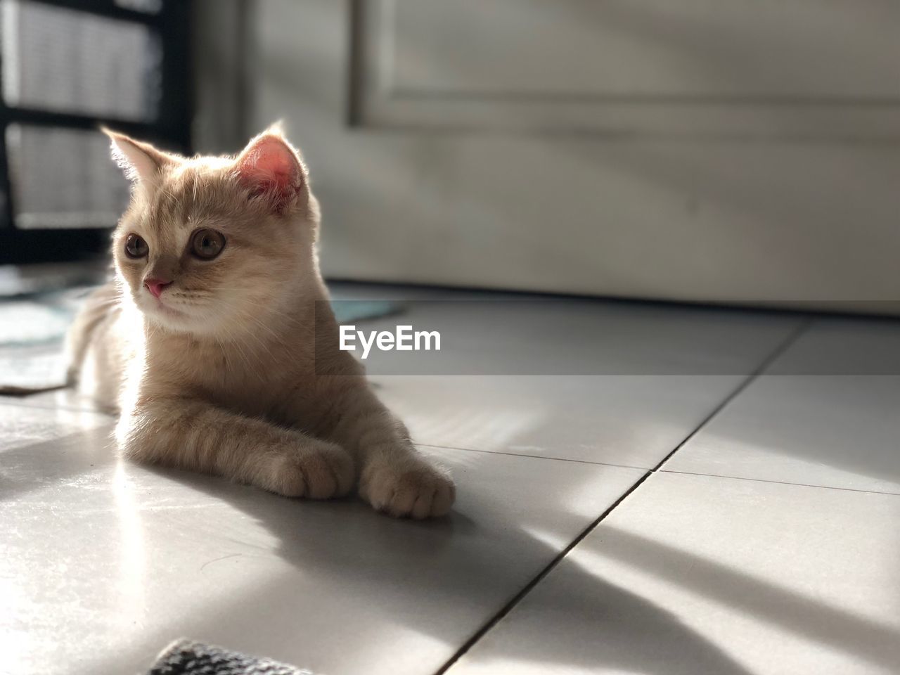 Cat sitting on tiled floor