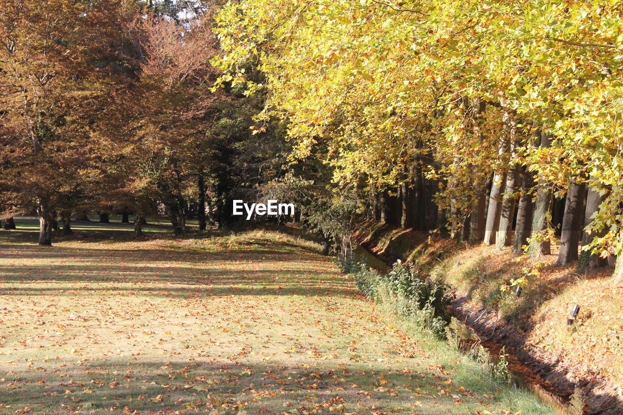 VIEW OF TREES IN AUTUMN