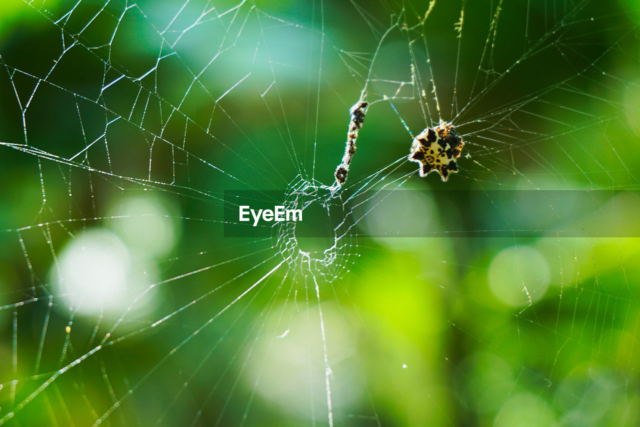 Close-up of spider on web