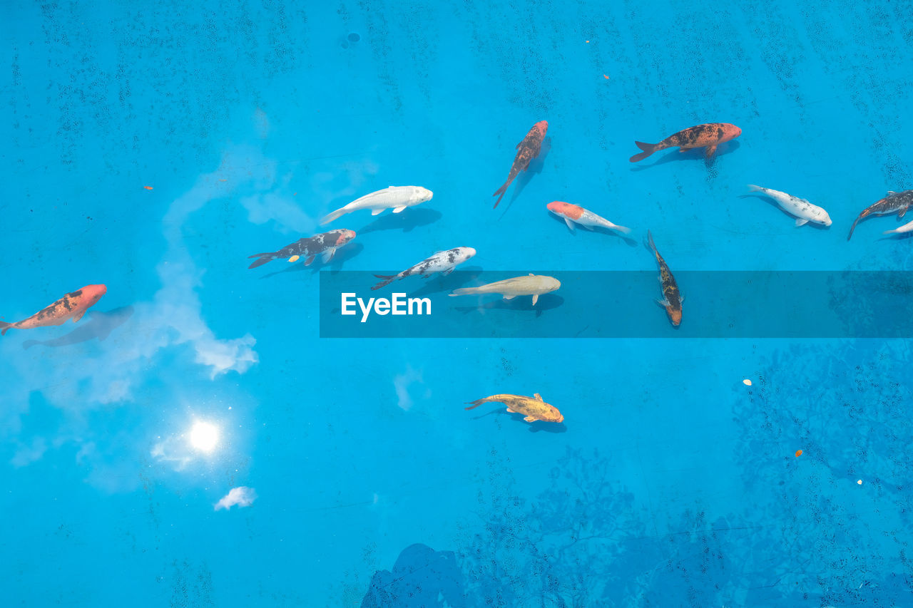 High angle view of fishes swimming in sea