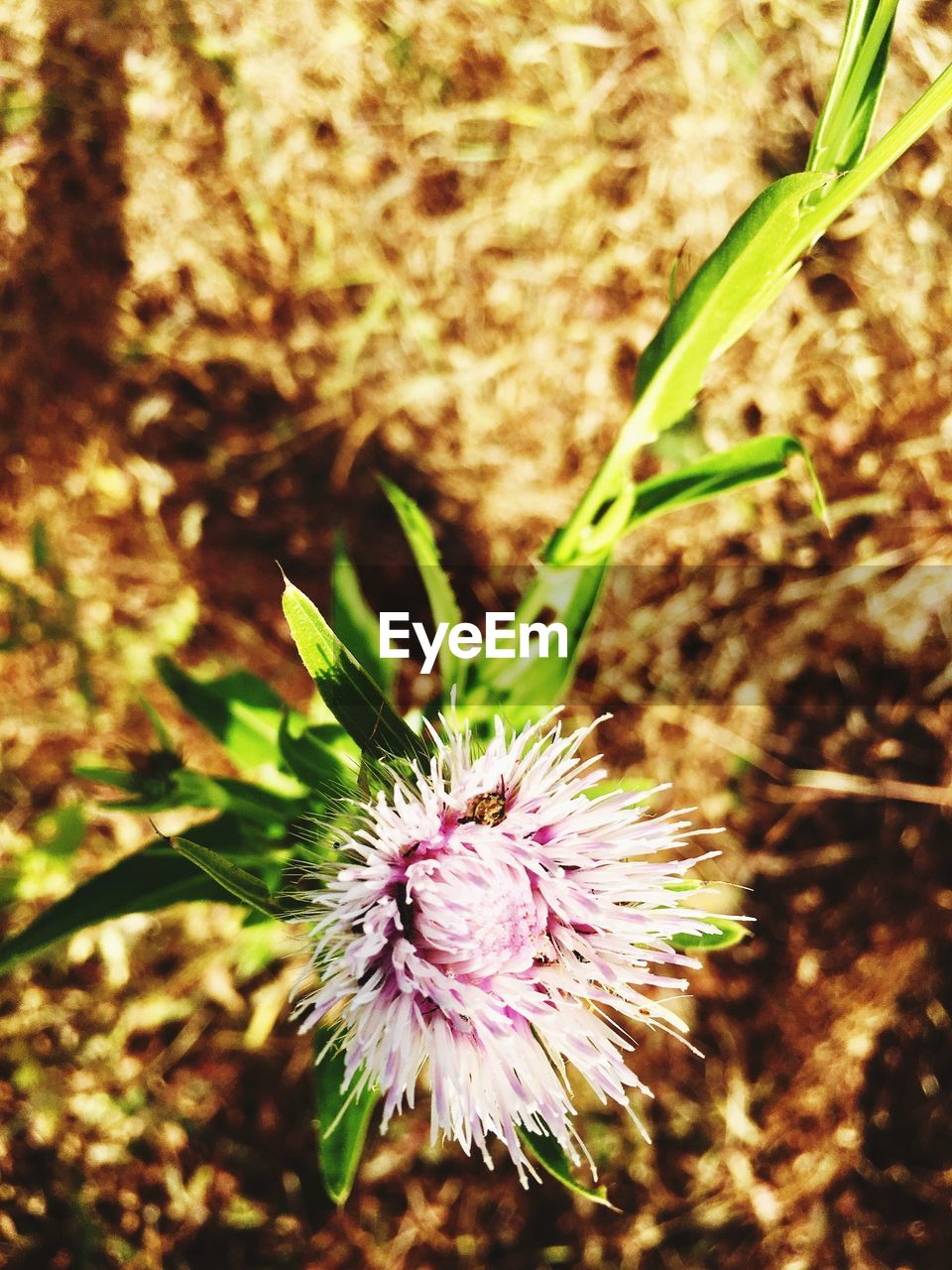 CLOSE-UP OF BUTTERFLY ON PLANT