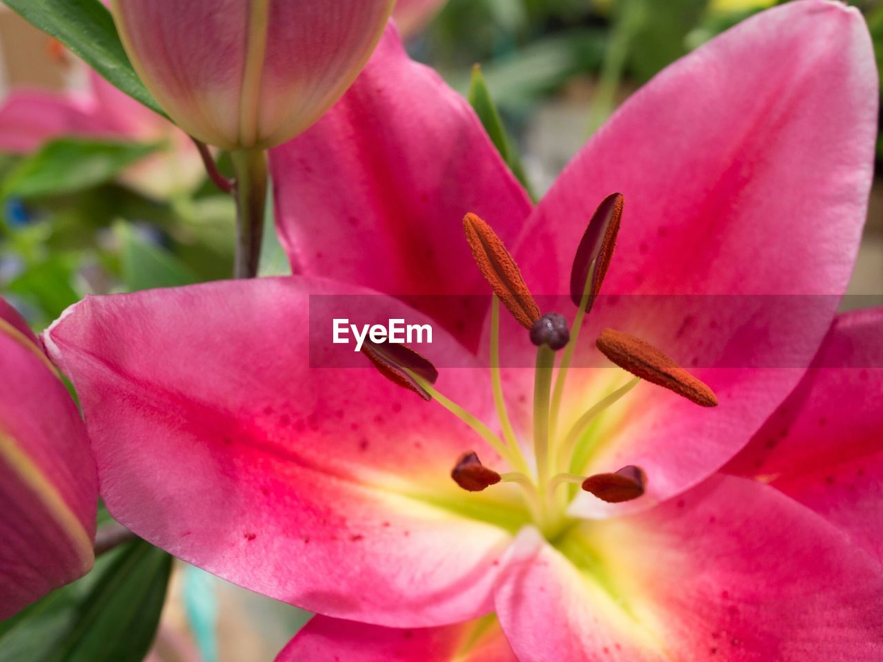 Close-up of pink flower growing outdoors