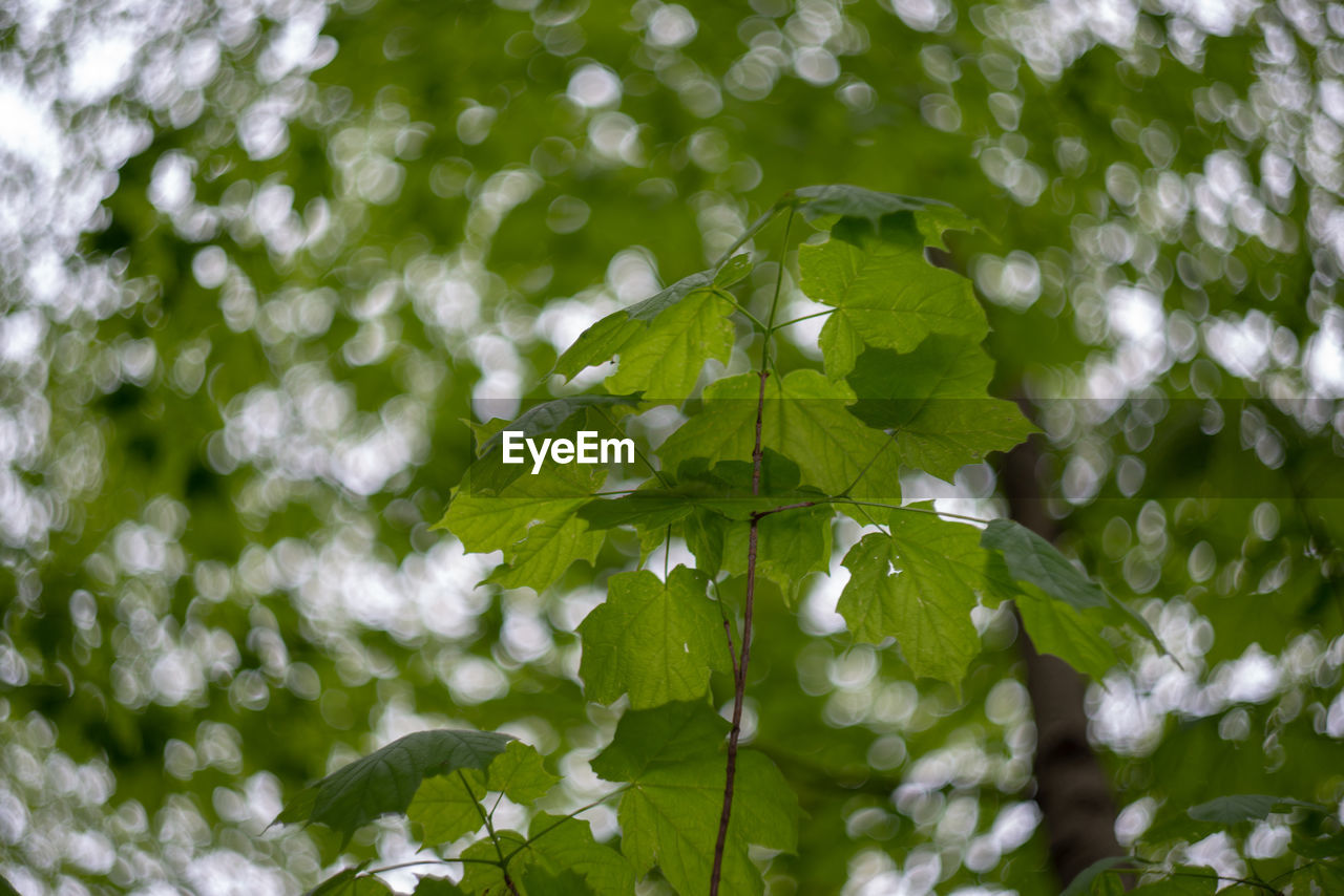 Close-up of green leaves on plant