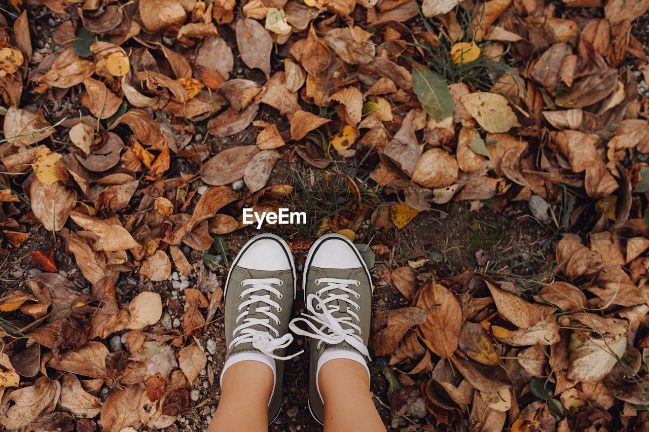 Stylish minimalist green sneakers with white nose on ground with colorful autumn leaves. fall atm