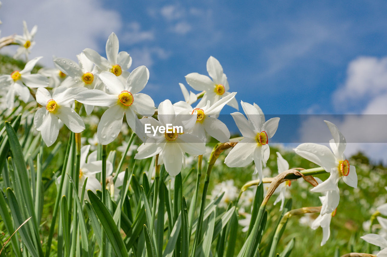 CLOSE-UP OF WHITE FLOWERING PLANT ON FIELD