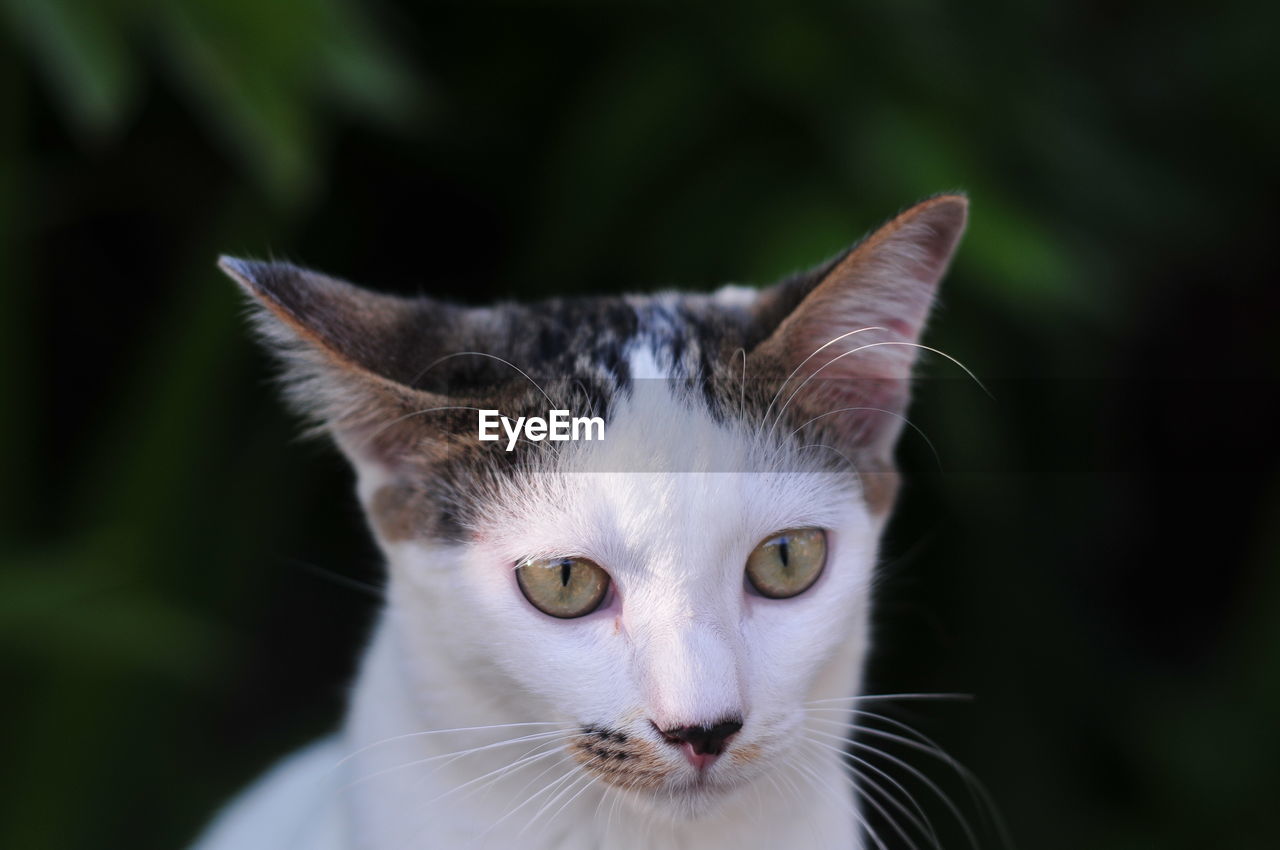 CLOSE-UP PORTRAIT OF CAT AT NIGHT