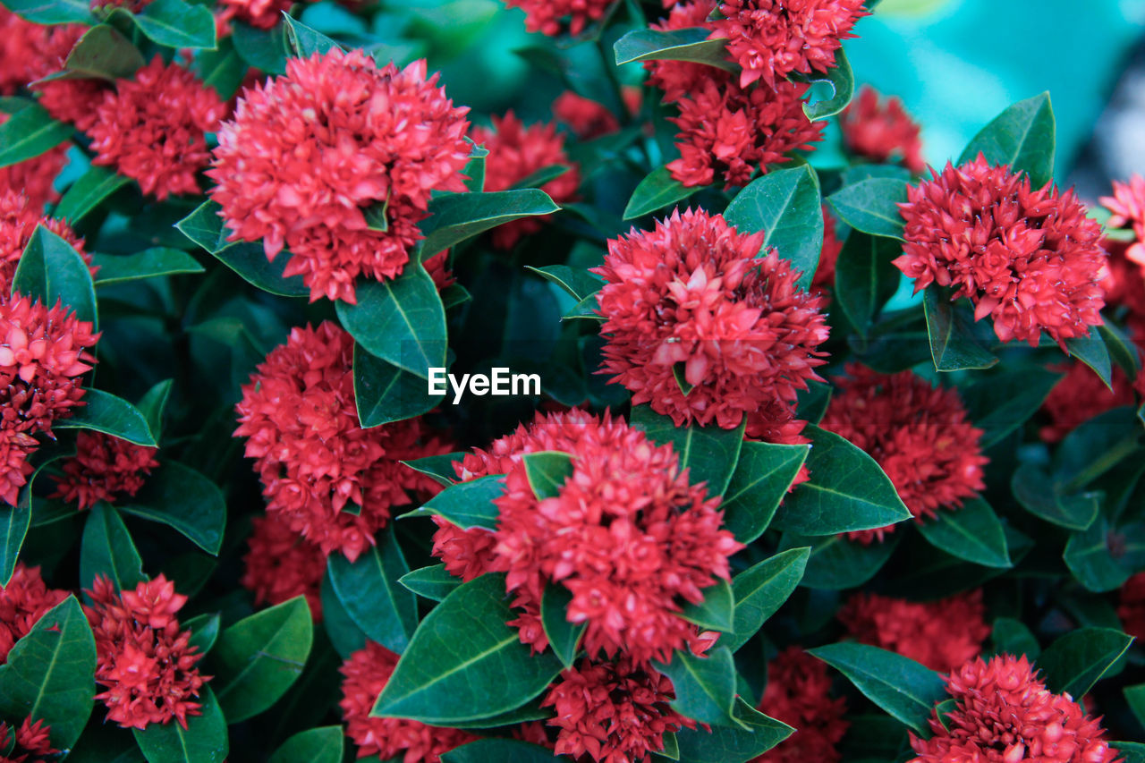 Close-up of red flowering plants