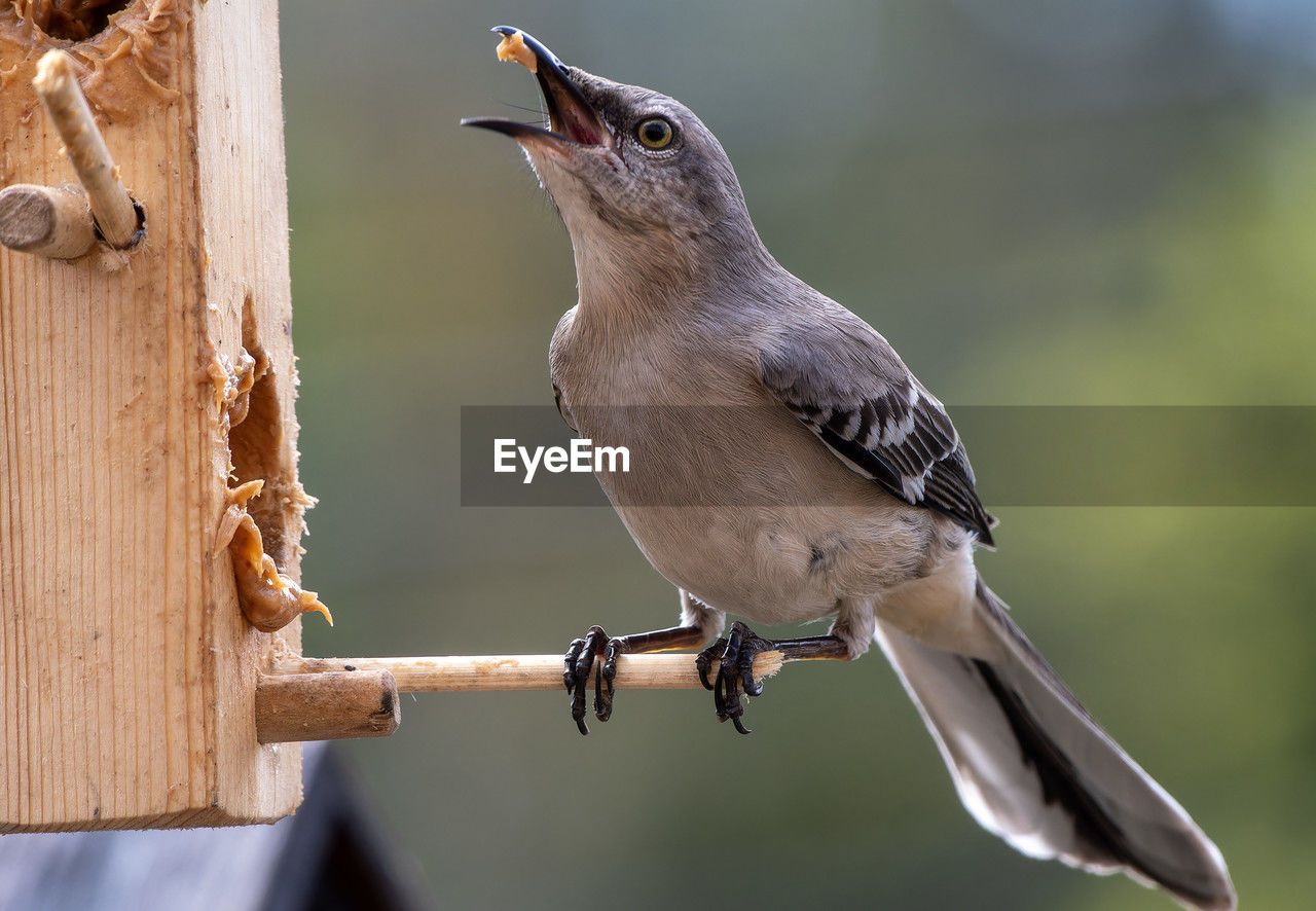 low angle view of bird perching on branch