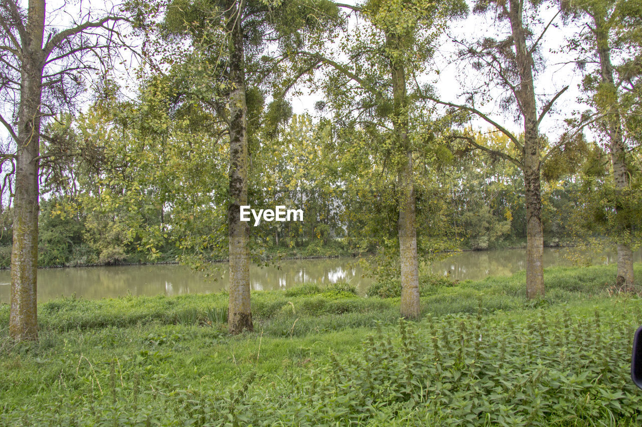 TREES IN FIELD