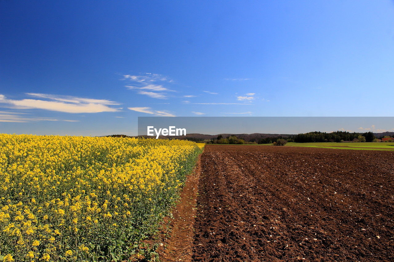 scenic view of oilseed rape field against sky