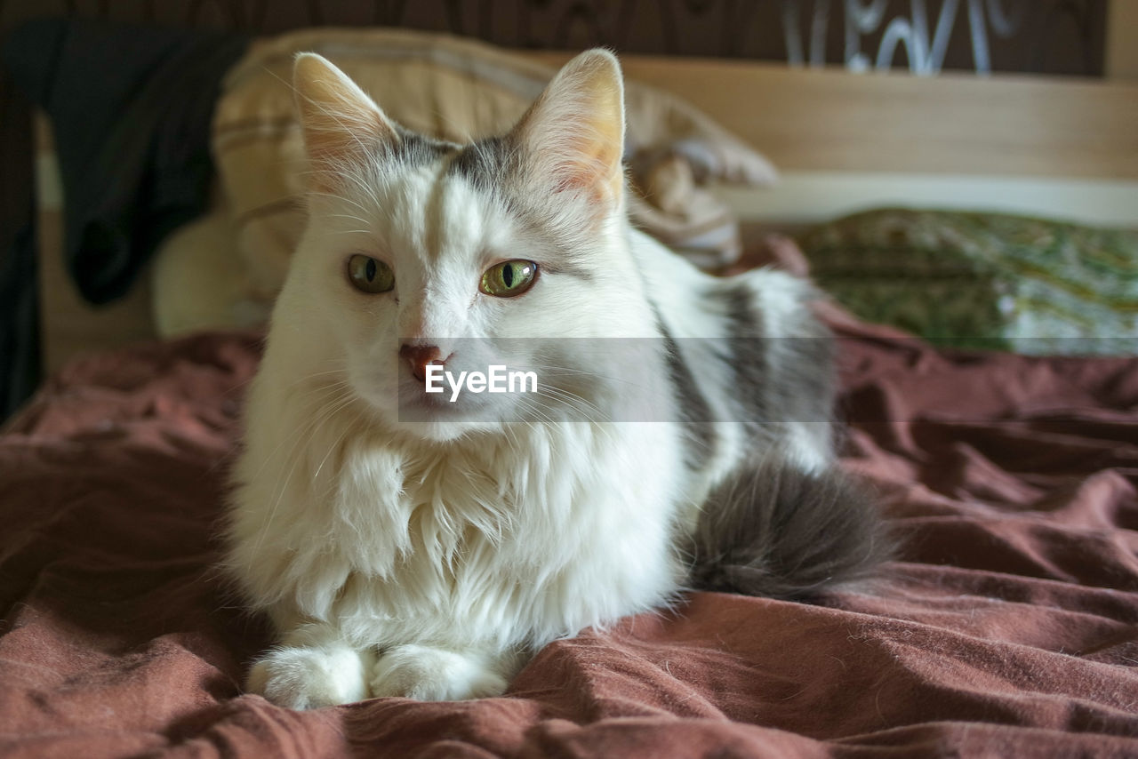 PORTRAIT OF CAT RESTING ON BED AT HOME