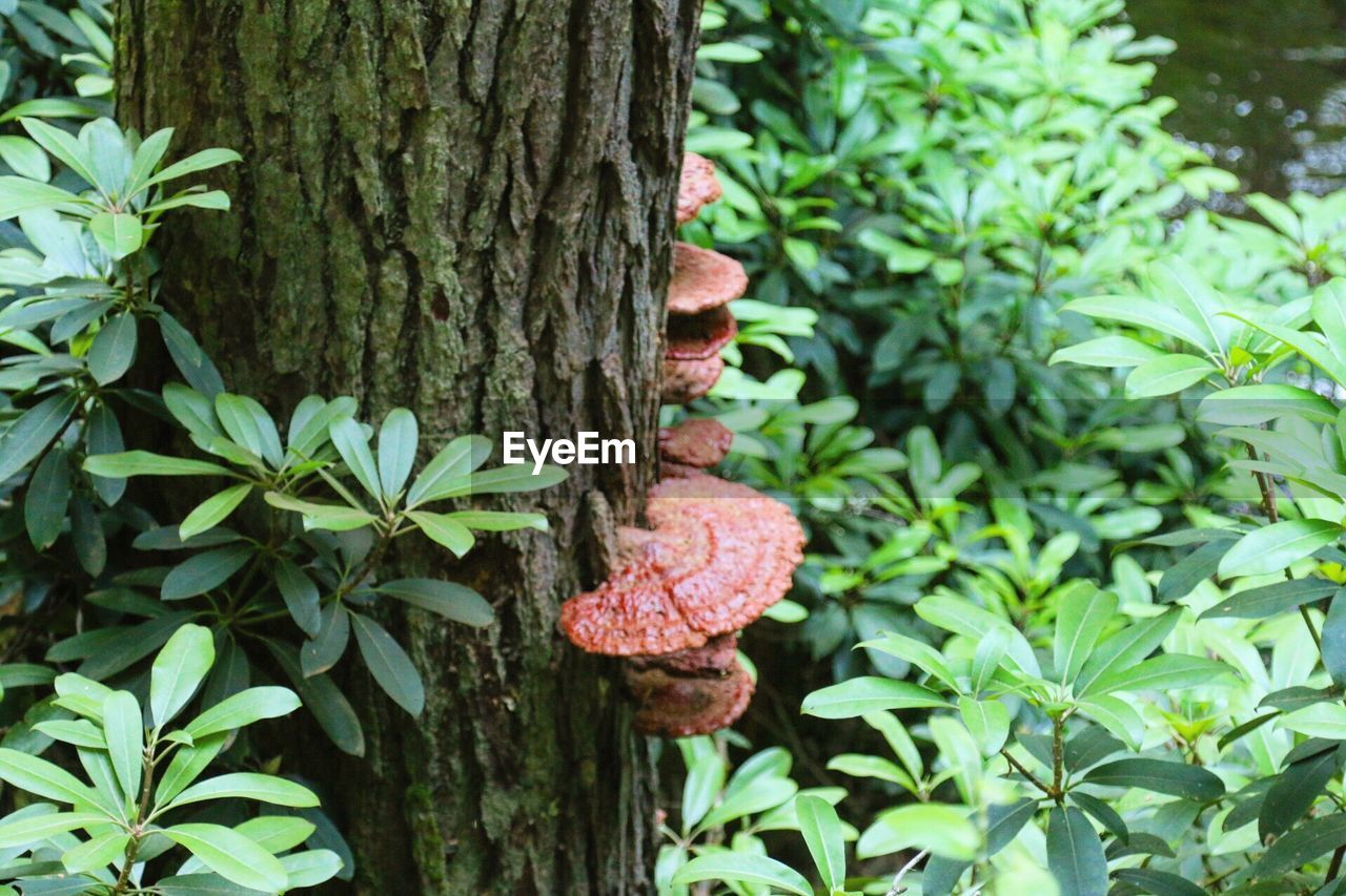 CLOSE-UP OF LIZARD ON TREE TRUNK BY PLANTS