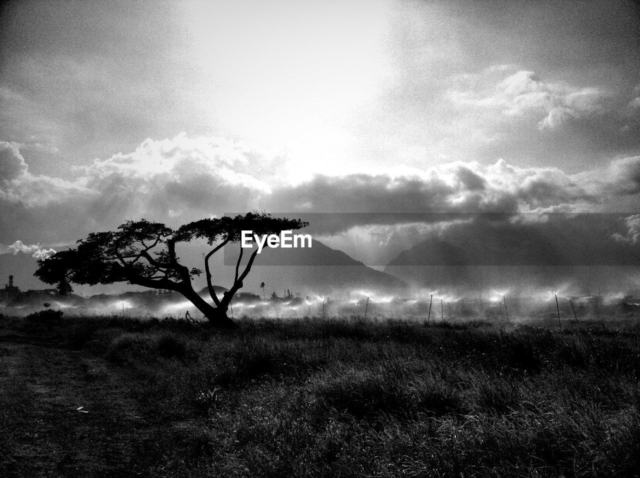 Silhouette tree growing on field against cloudy sky during sunny day